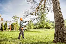 How Our Tree Care Process Works  in Mobile, AL